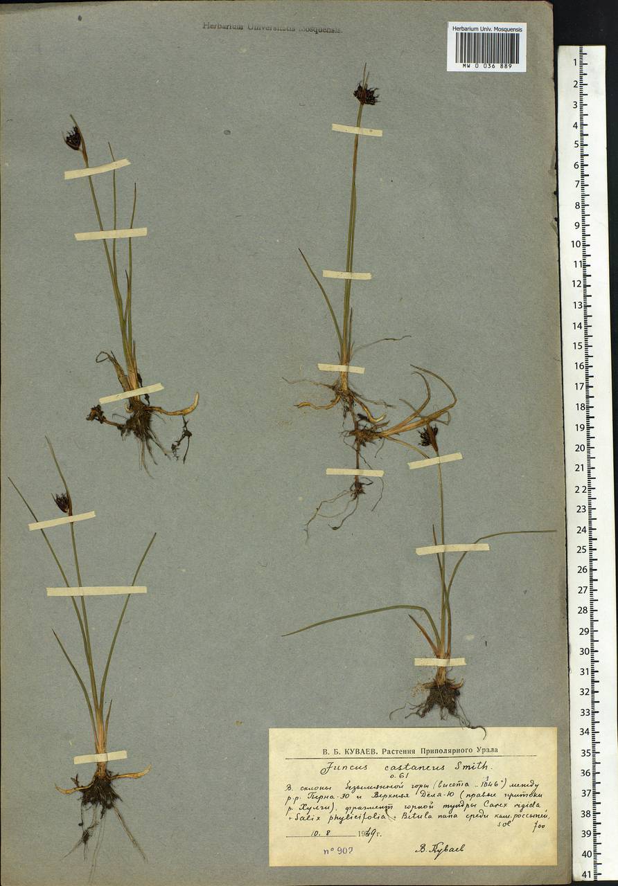 Juncus castaneus Sm., Siberia, Western Siberia (S1) (Russia)