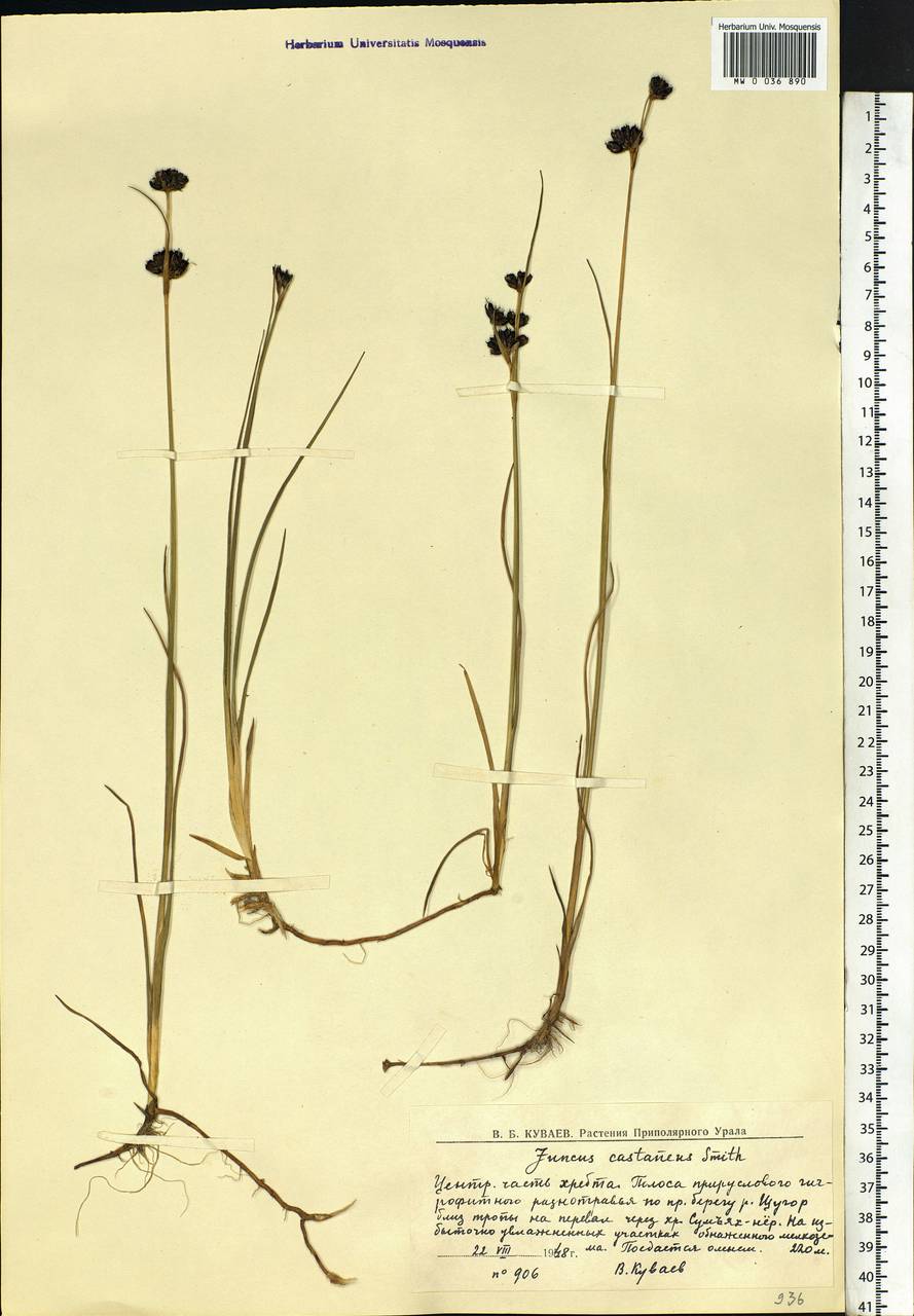 Juncus castaneus Sm., Eastern Europe, Northern region (E1) (Russia)