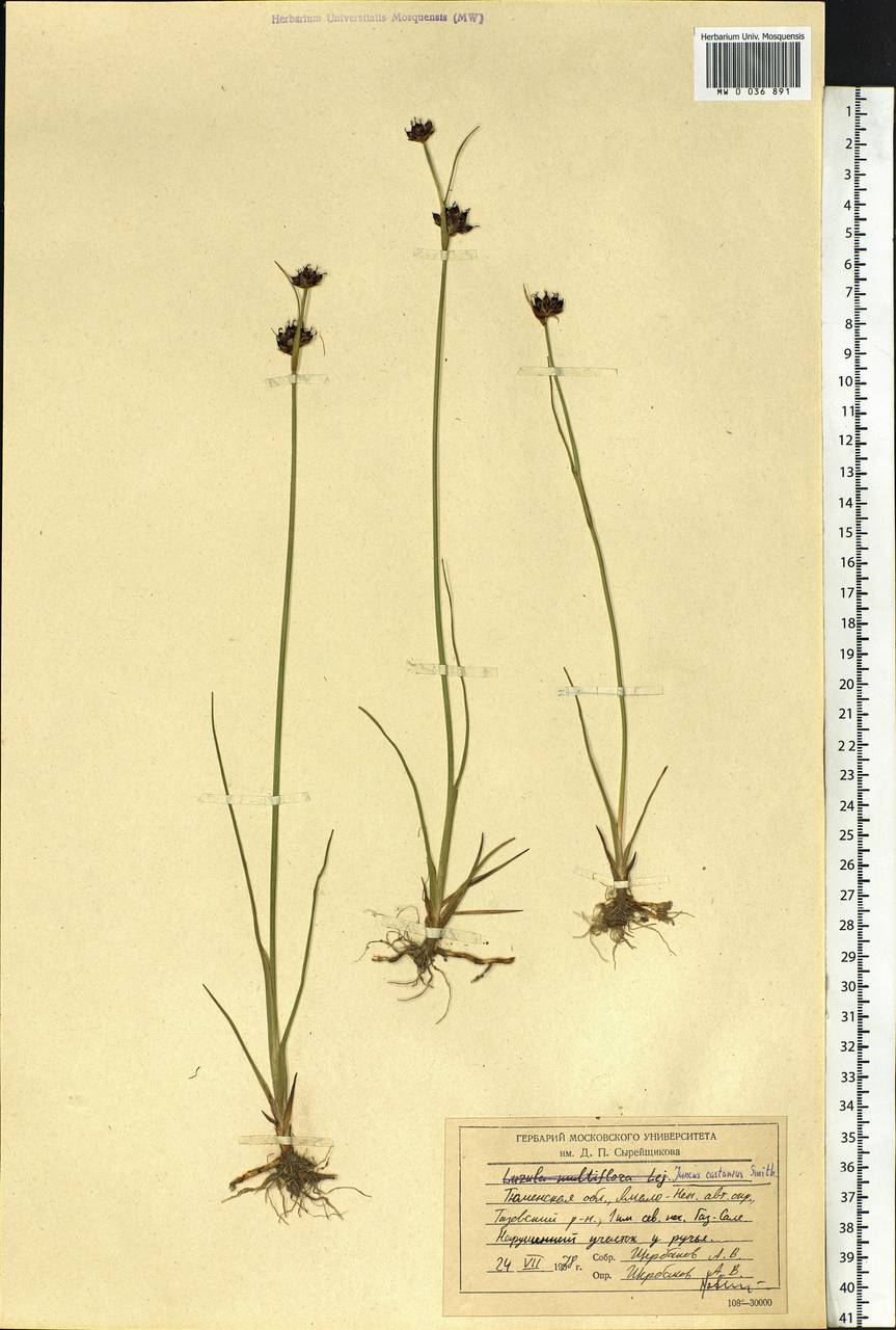 Juncus castaneus Sm., Siberia, Western Siberia (S1) (Russia)