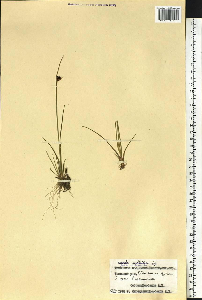 Juncus castaneus Sm., Siberia, Western Siberia (S1) (Russia)