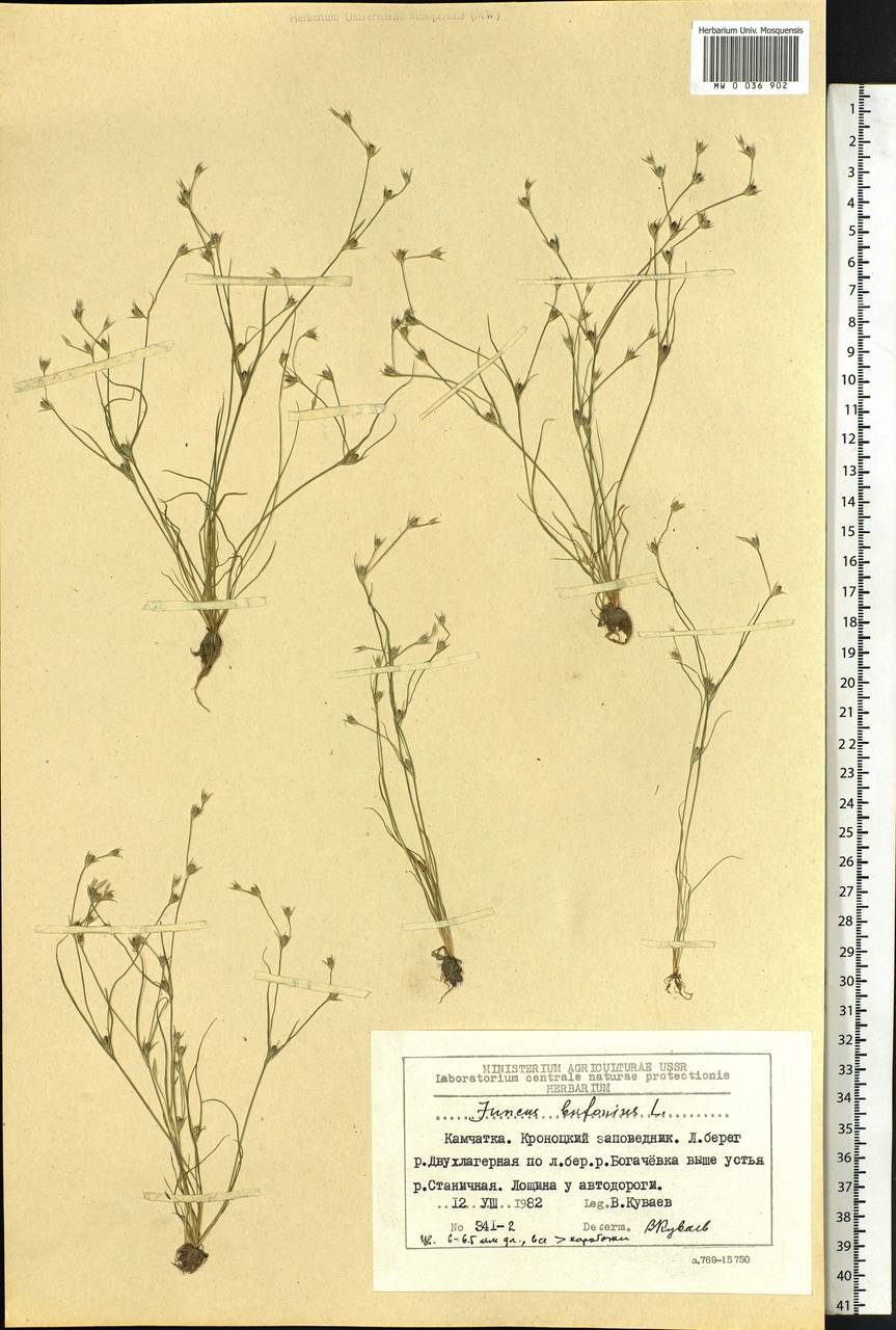 Juncus bufonius L., Siberia, Chukotka & Kamchatka (S7) (Russia)