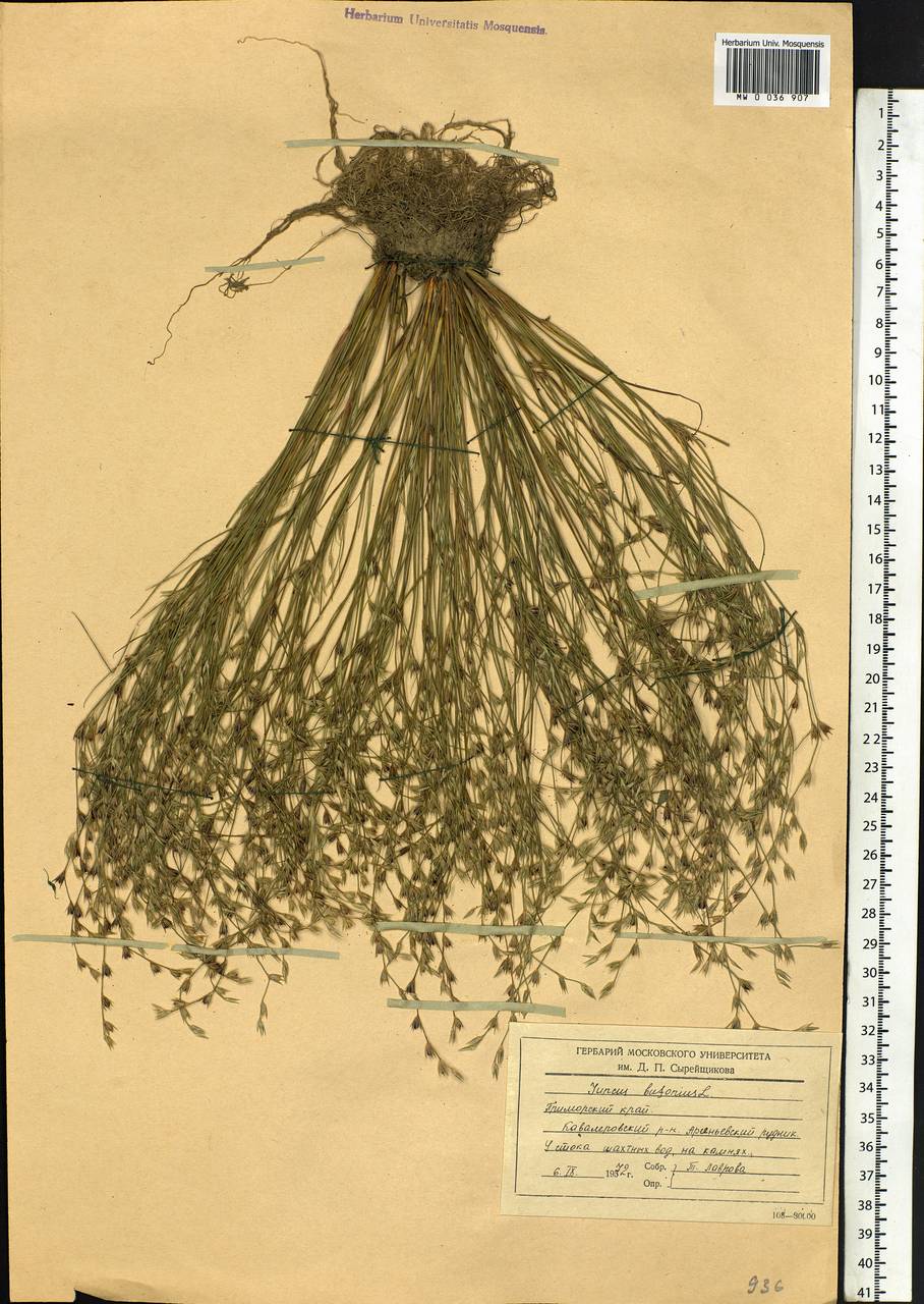 Juncus bufonius L., Siberia, Russian Far East (S6) (Russia)