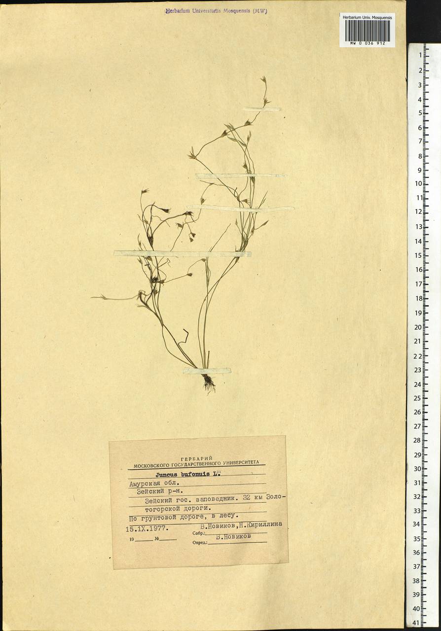 Juncus bufonius L., Siberia, Russian Far East (S6) (Russia)