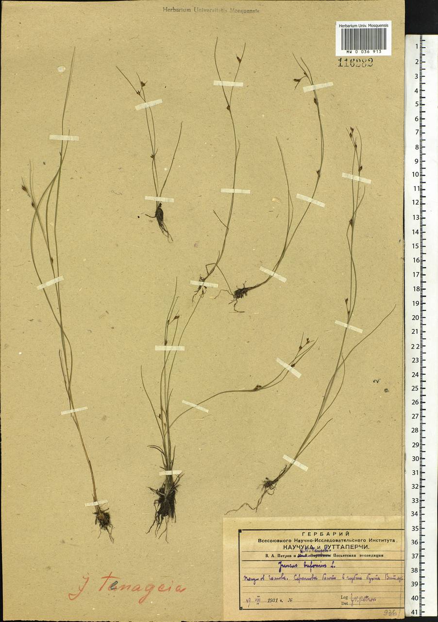 Juncus bufonius L., Siberia, Russian Far East (S6) (Russia)