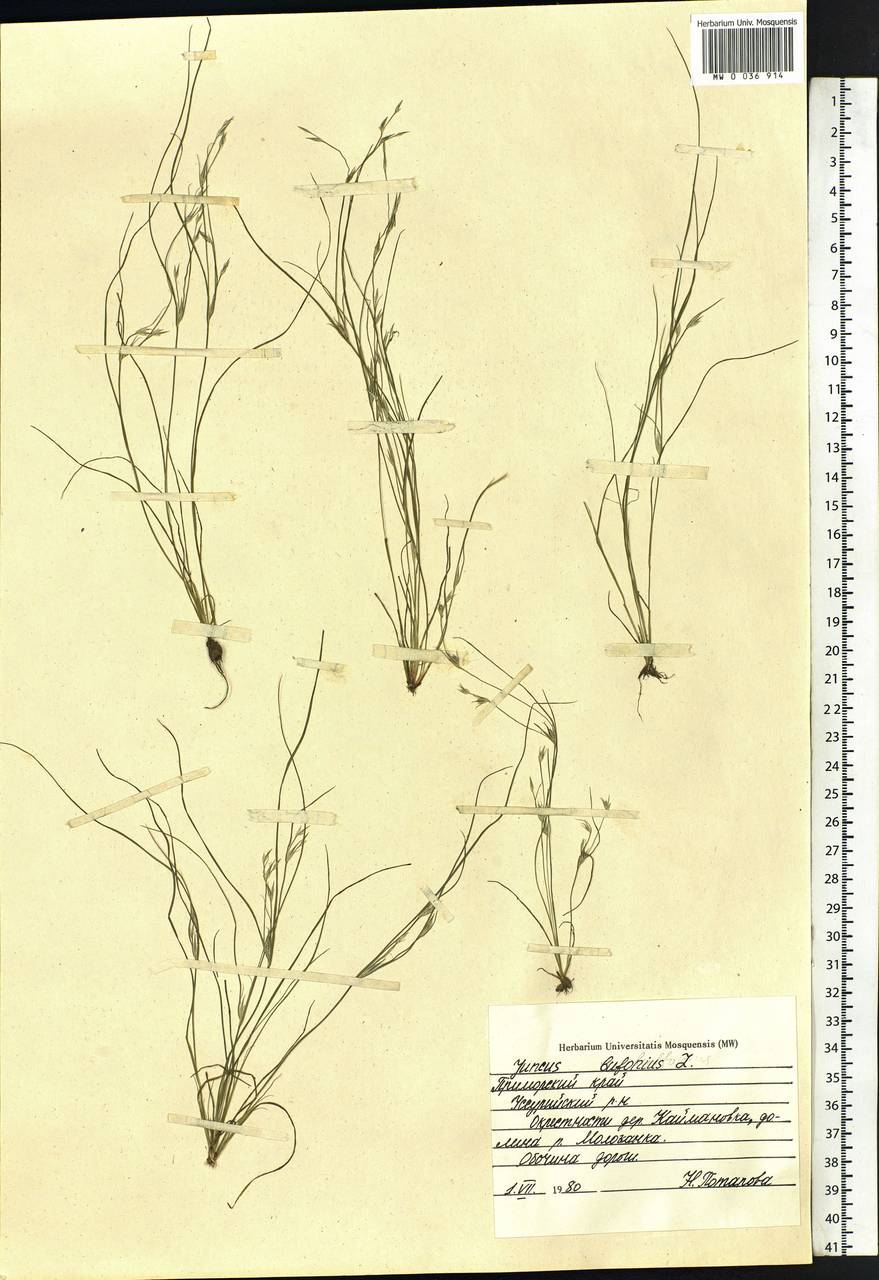 Juncus bufonius L., Siberia, Russian Far East (S6) (Russia)