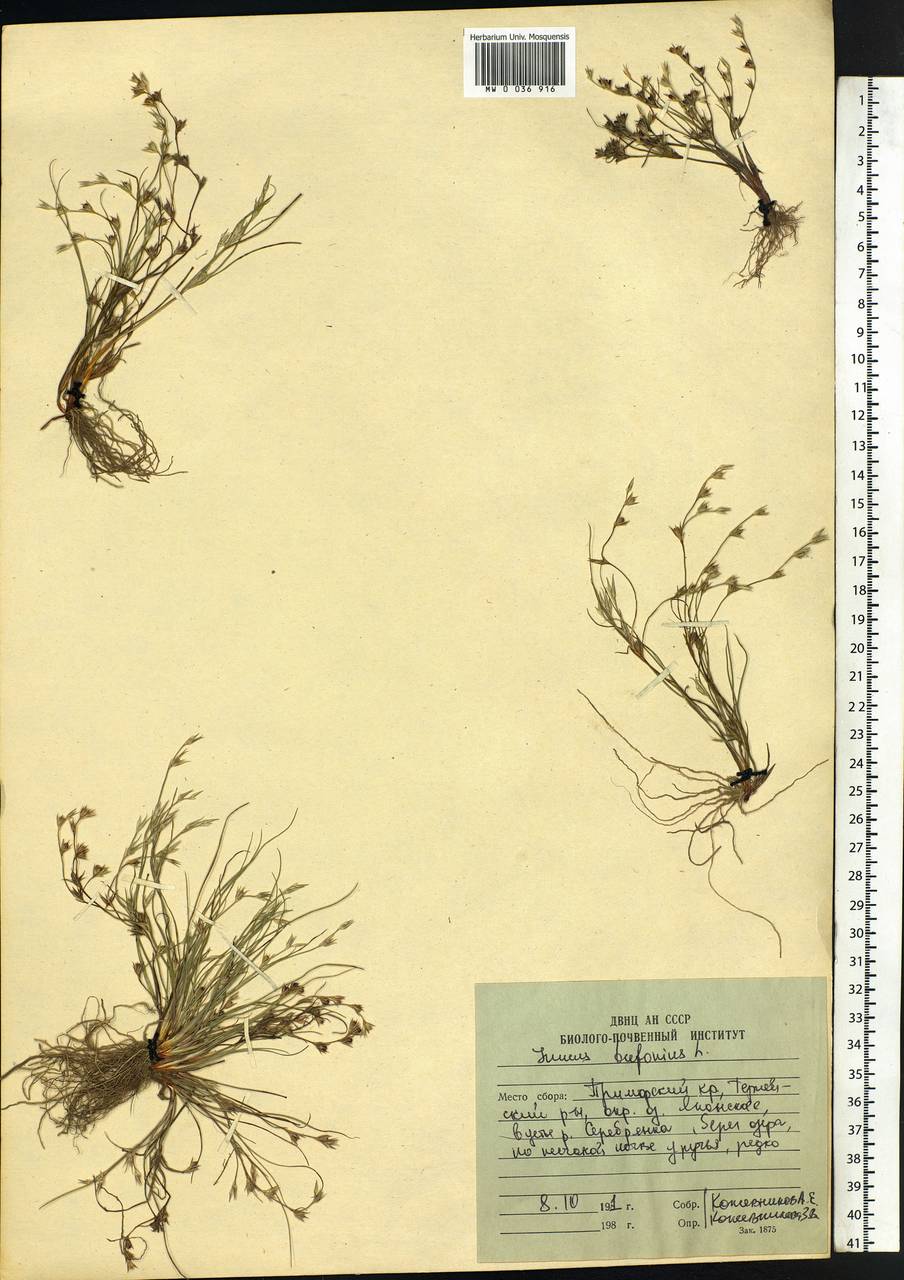 Juncus bufonius L., Siberia, Russian Far East (S6) (Russia)