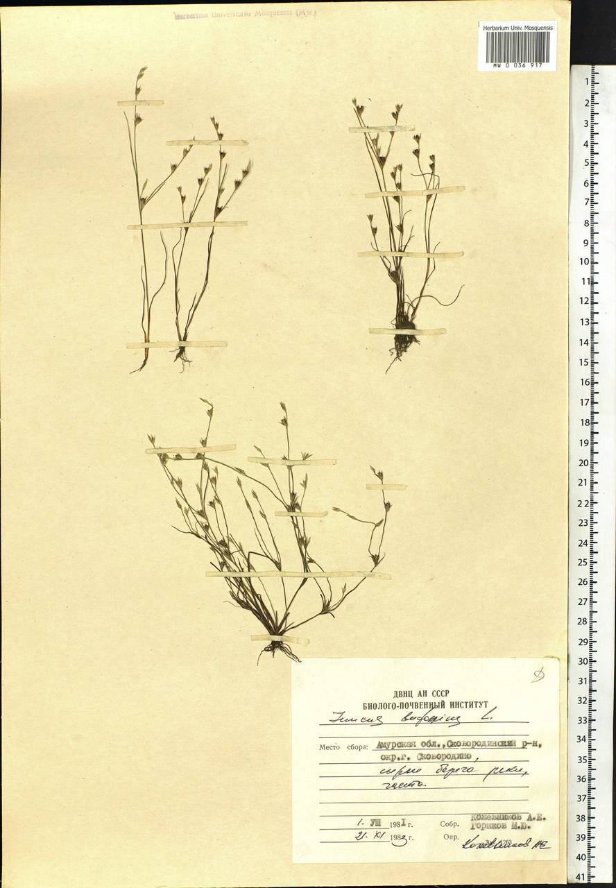 Juncus bufonius L., Siberia, Russian Far East (S6) (Russia)