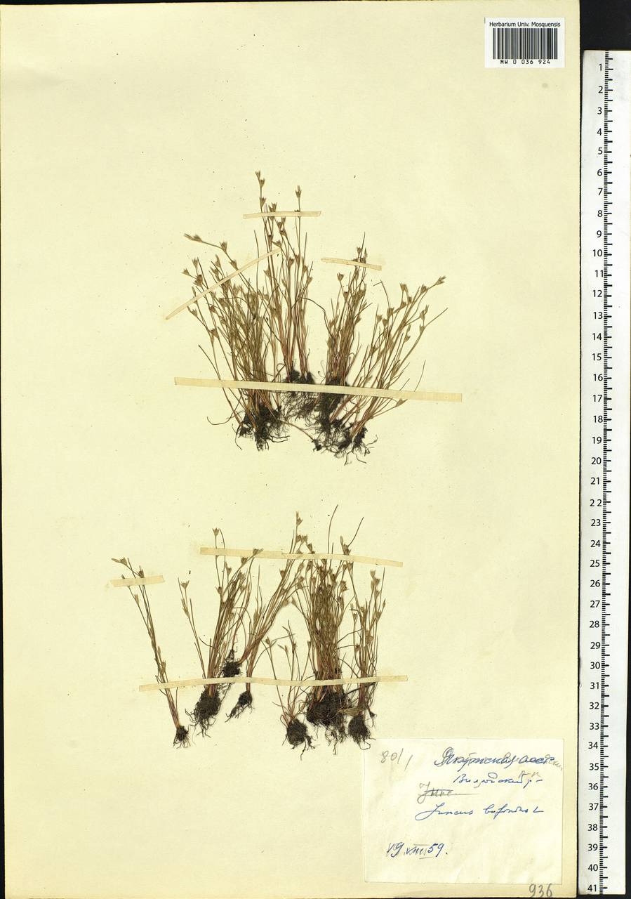 Juncus bufonius L., Siberia, Yakutia (S5) (Russia)