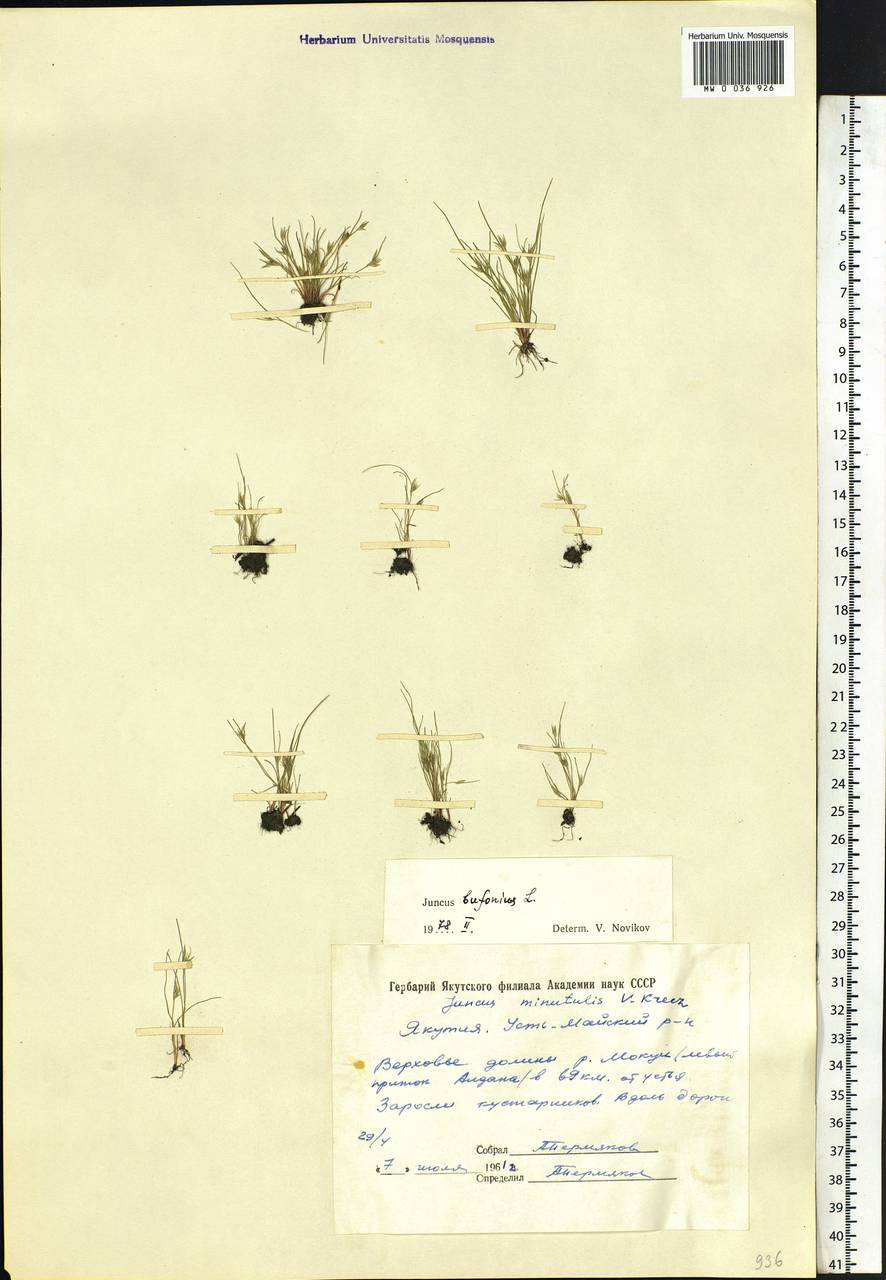 Juncus bufonius L., Siberia, Yakutia (S5) (Russia)