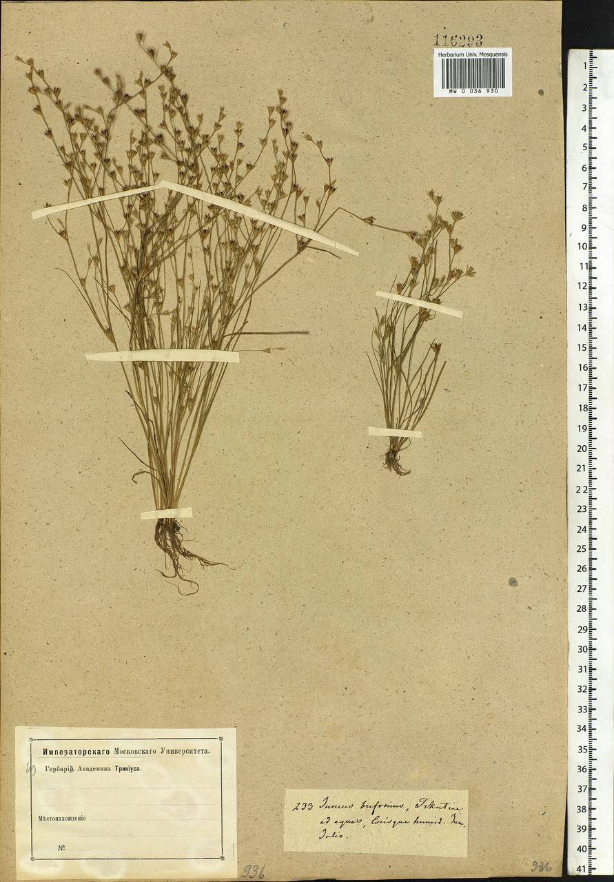 Juncus bufonius L., Siberia, Baikal & Transbaikal region (S4) (Russia)