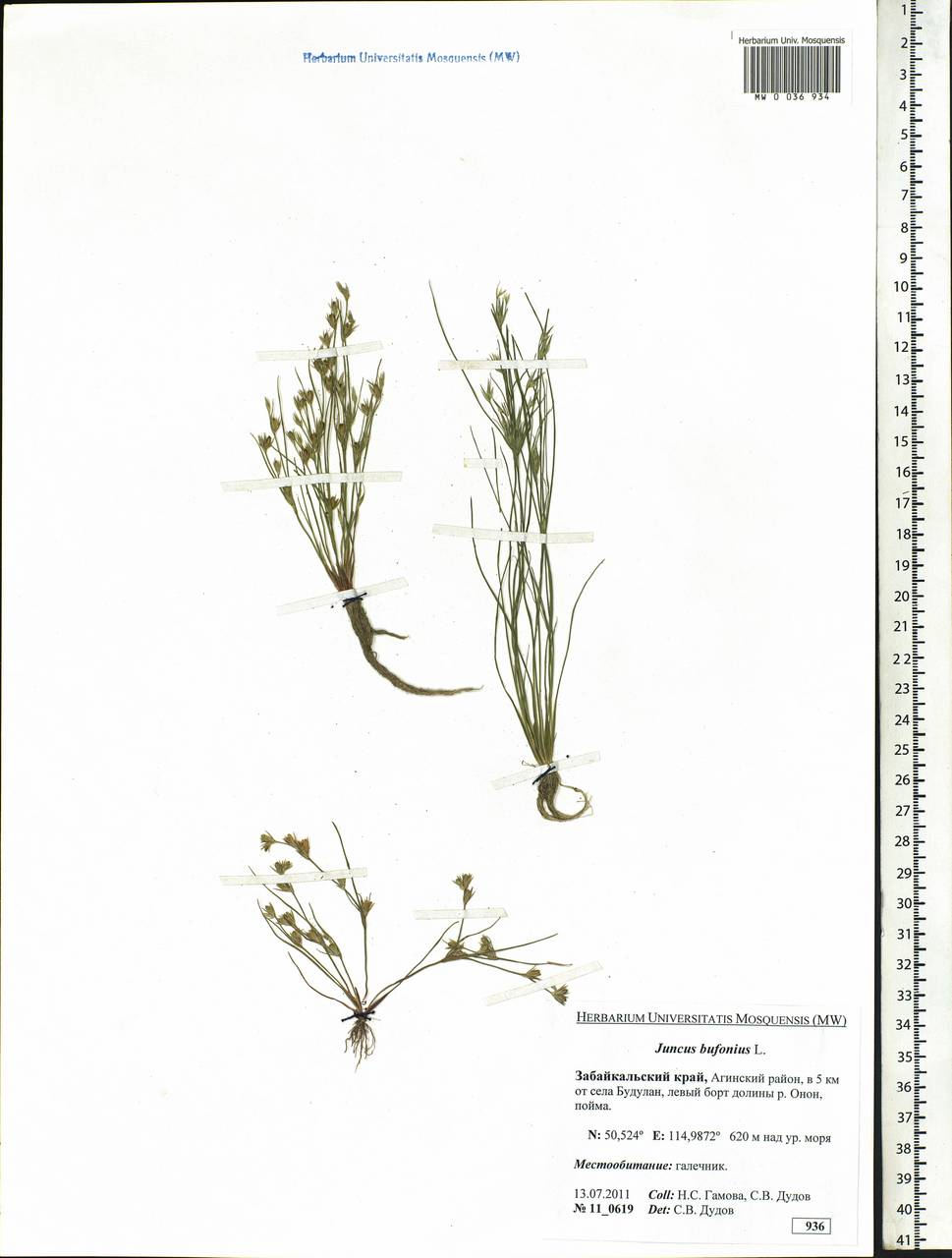 Juncus bufonius L., Siberia, Baikal & Transbaikal region (S4) (Russia)