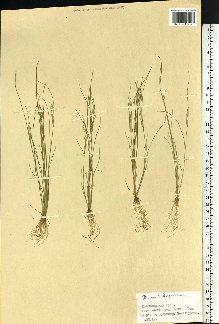 Juncus bufonius L., Siberia, Central Siberia (S3) (Russia)