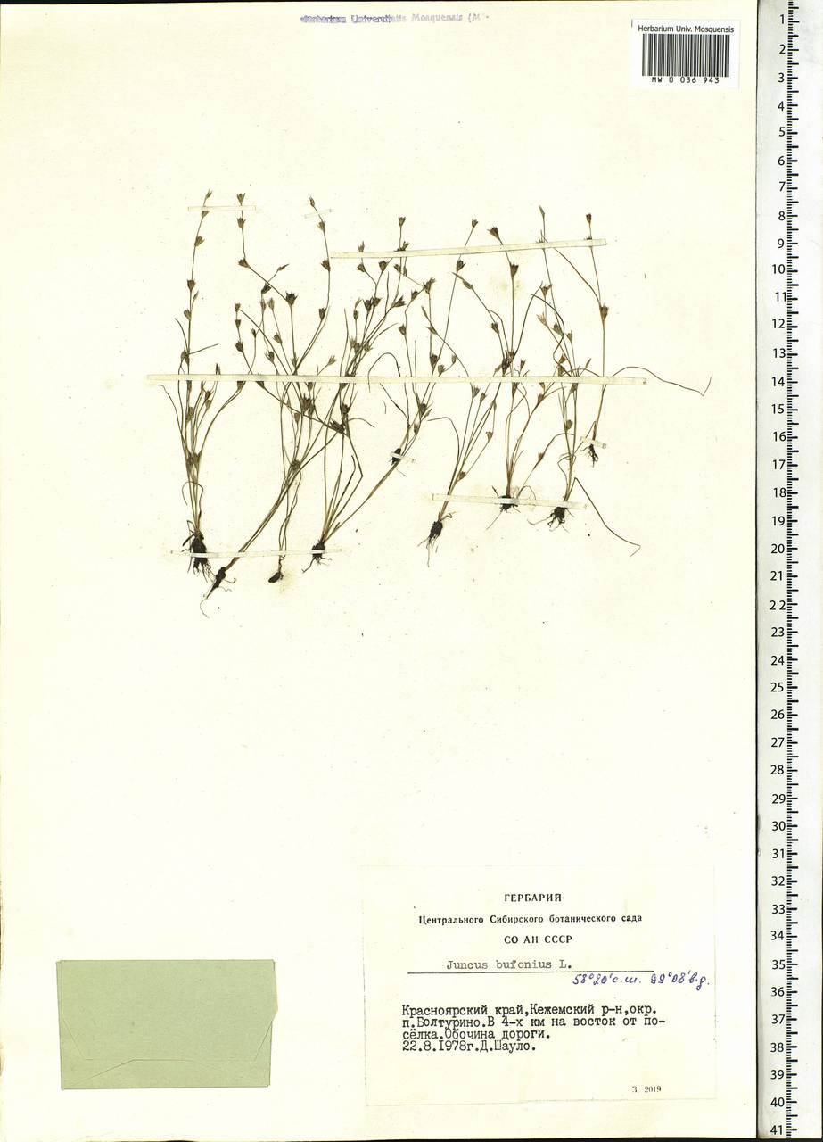 Juncus bufonius L., Siberia, Central Siberia (S3) (Russia)