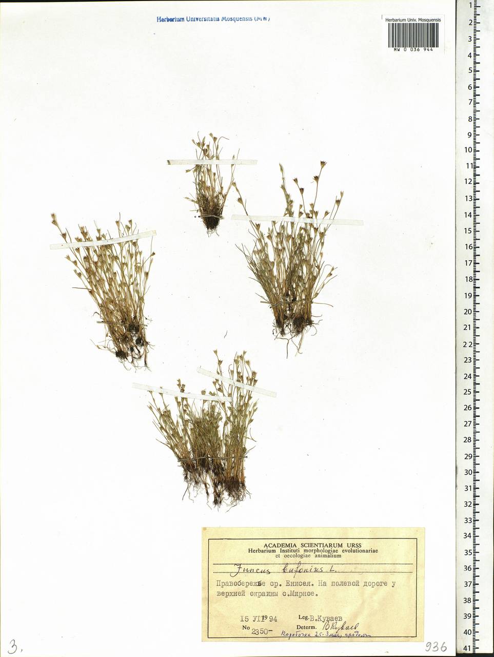 Juncus bufonius L., Siberia, Central Siberia (S3) (Russia)