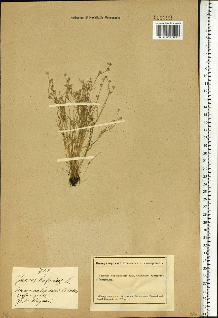 Juncus bufonius L., Siberia, Altai & Sayany Mountains (S2) (Russia)