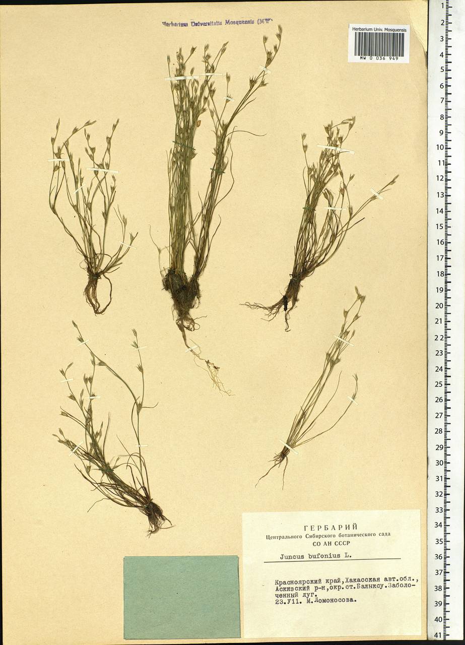 Juncus bufonius L., Siberia, Altai & Sayany Mountains (S2) (Russia)