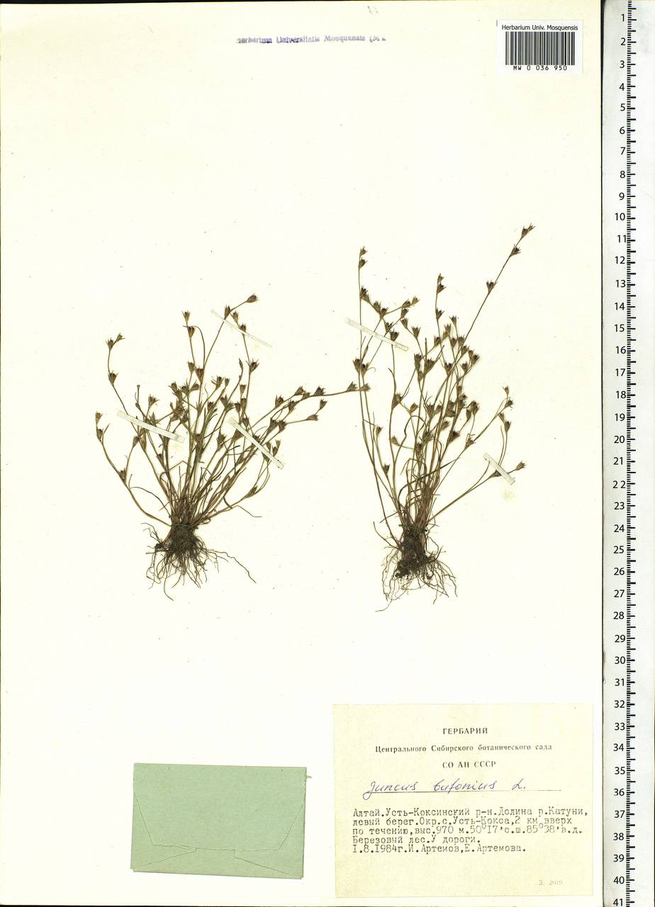 Juncus bufonius L., Siberia, Altai & Sayany Mountains (S2) (Russia)