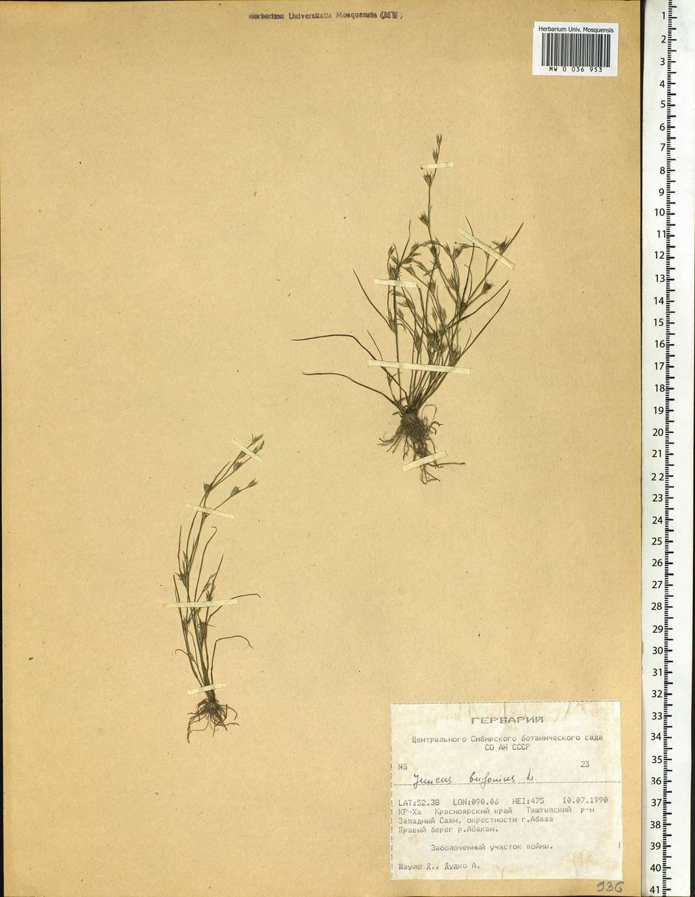 Juncus bufonius L., Siberia, Altai & Sayany Mountains (S2) (Russia)