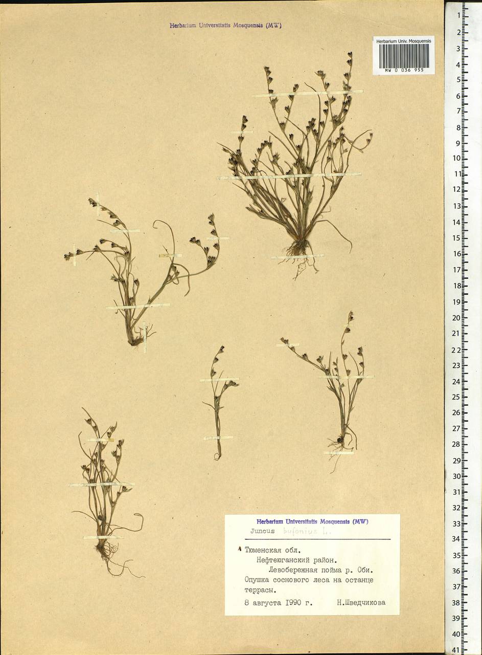 Juncus bufonius L., Siberia, Western Siberia (S1) (Russia)