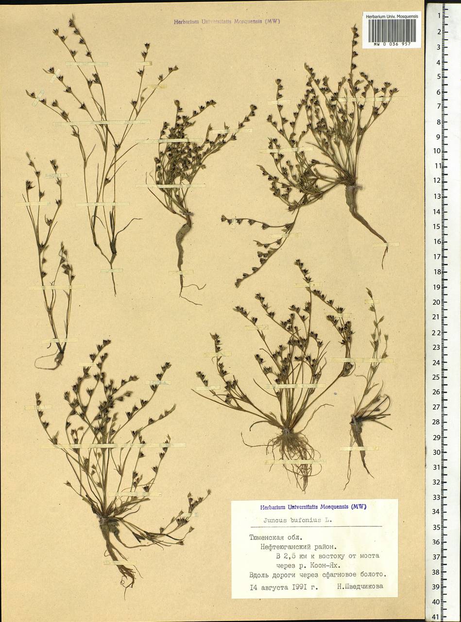 Juncus bufonius L., Siberia, Western Siberia (S1) (Russia)