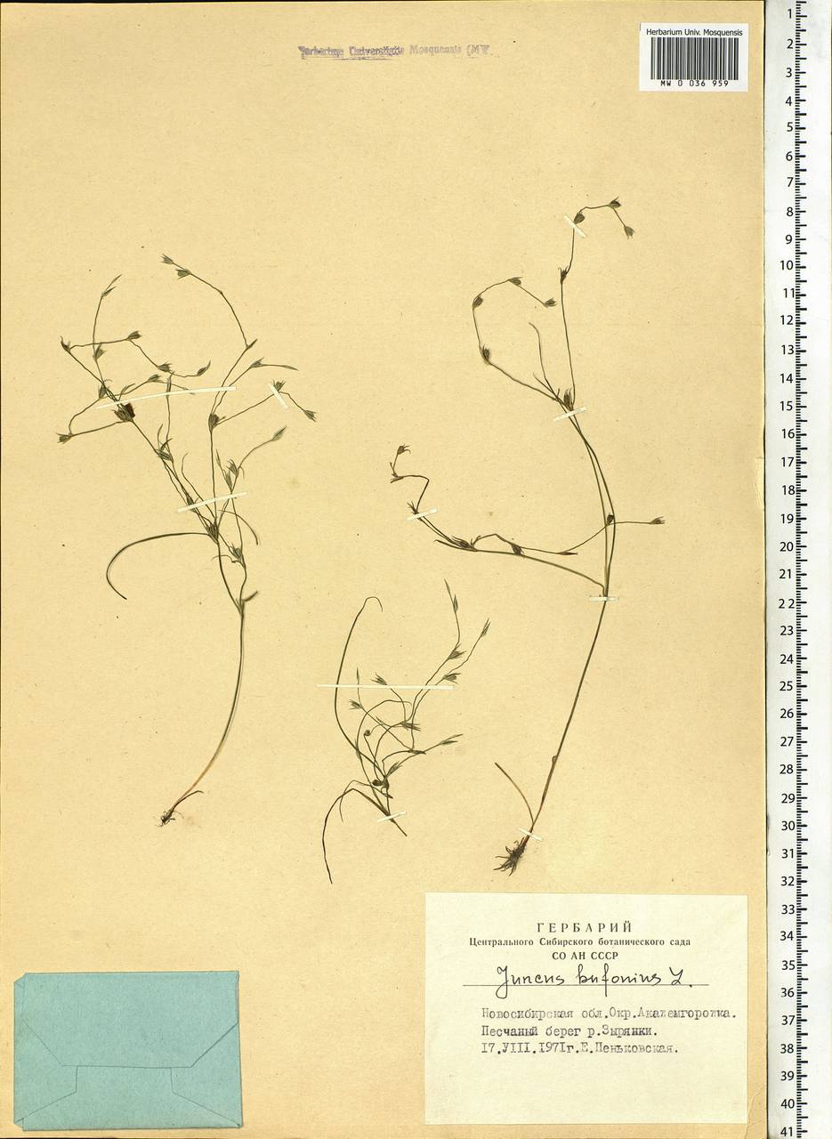Juncus bufonius L., Siberia, Western Siberia (S1) (Russia)