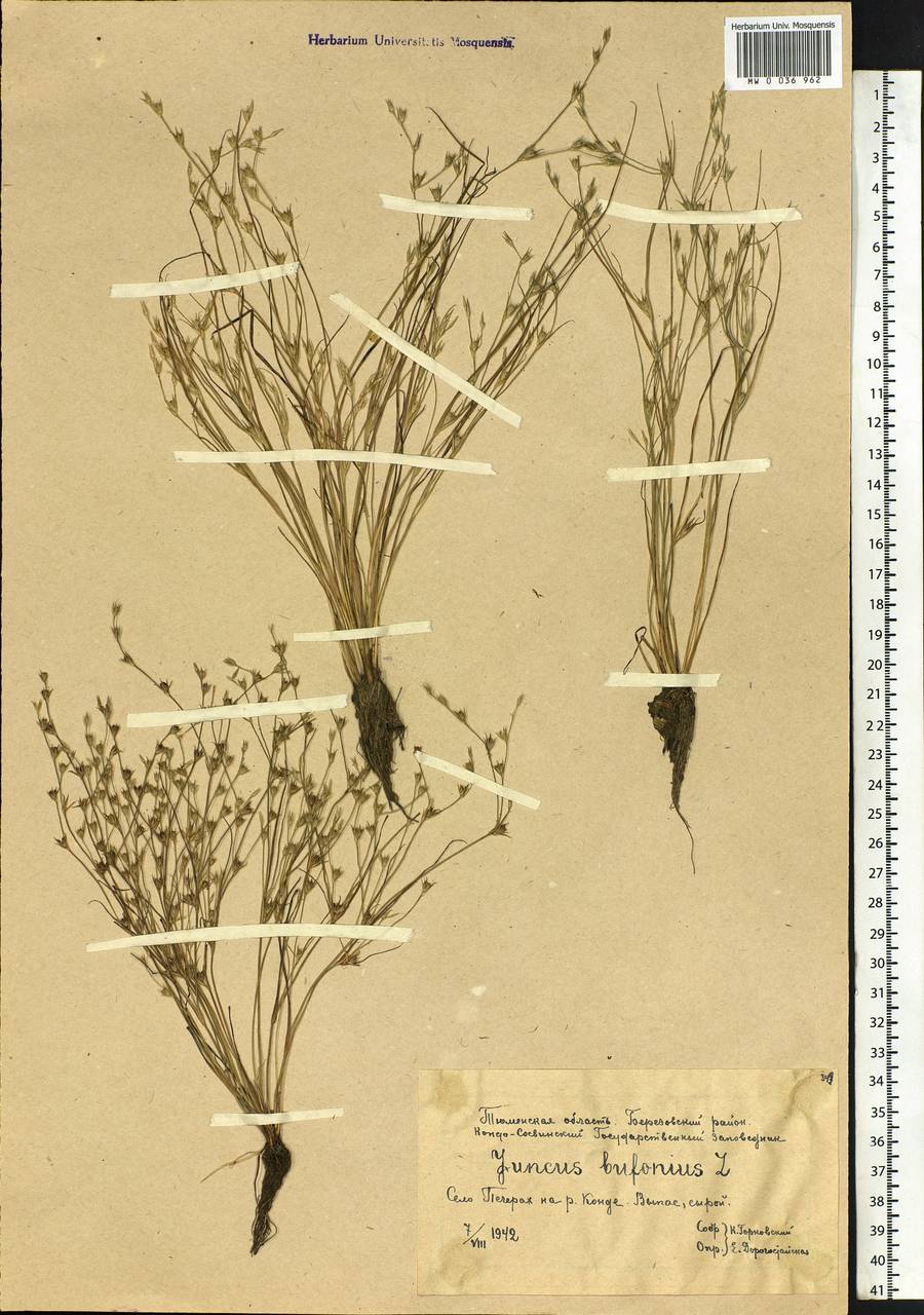 Juncus bufonius L., Siberia, Western Siberia (S1) (Russia)