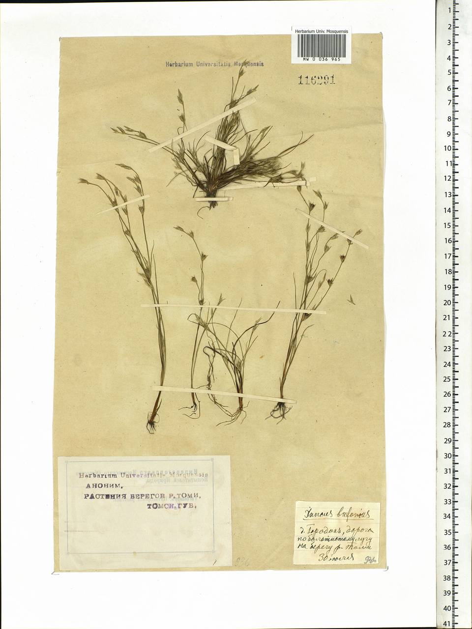 Juncus bufonius L., Siberia, Western Siberia (S1) (Russia)