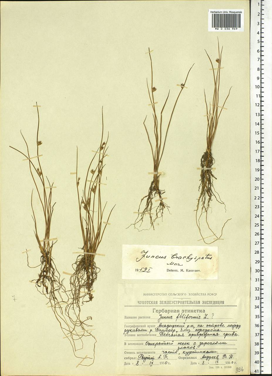 Juncus brachyspathus Maxim., Siberia, Chukotka & Kamchatka (S7) (Russia)