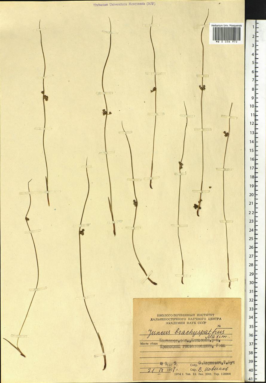 Juncus brachyspathus Maxim., Siberia, Chukotka & Kamchatka (S7) (Russia)