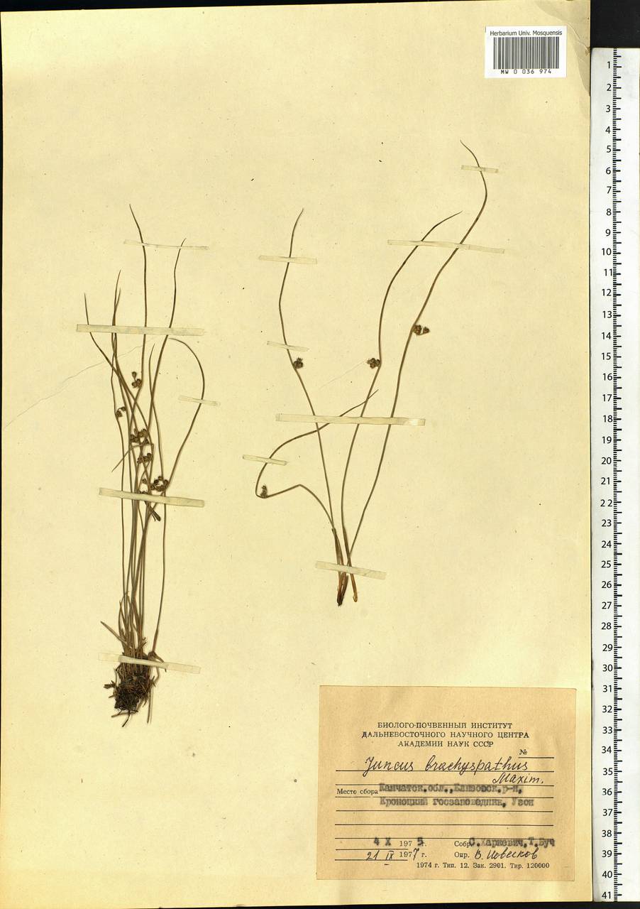 Juncus brachyspathus Maxim., Siberia, Chukotka & Kamchatka (S7) (Russia)