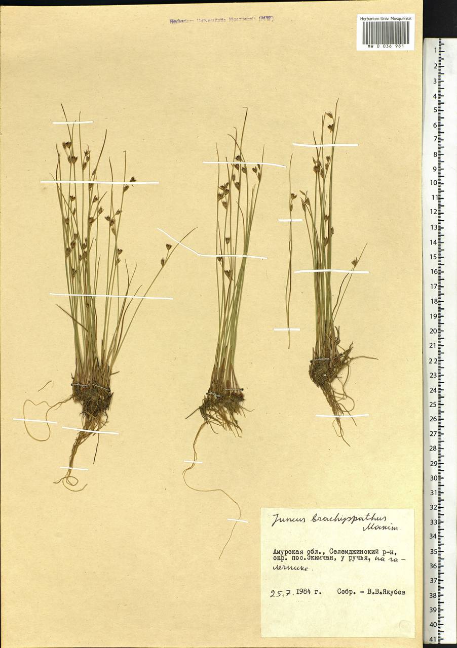 Juncus brachyspathus Maxim., Siberia, Russian Far East (S6) (Russia)