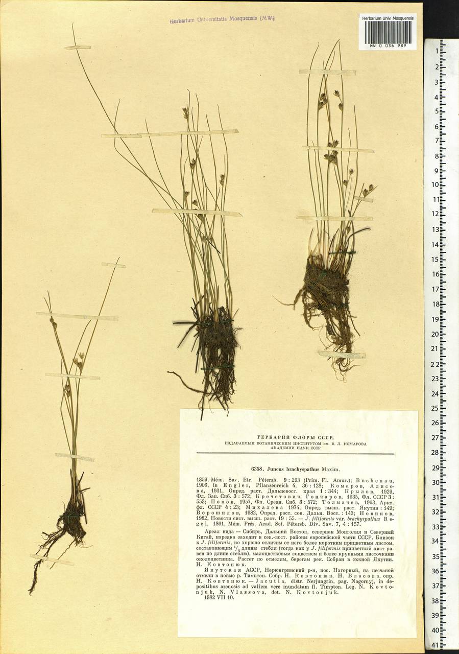 Juncus brachyspathus Maxim., Siberia, Yakutia (S5) (Russia)