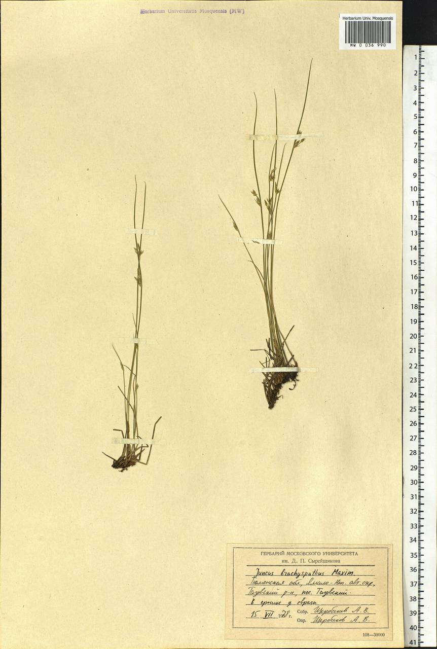 Juncus brachyspathus Maxim., Siberia, Western Siberia (S1) (Russia)