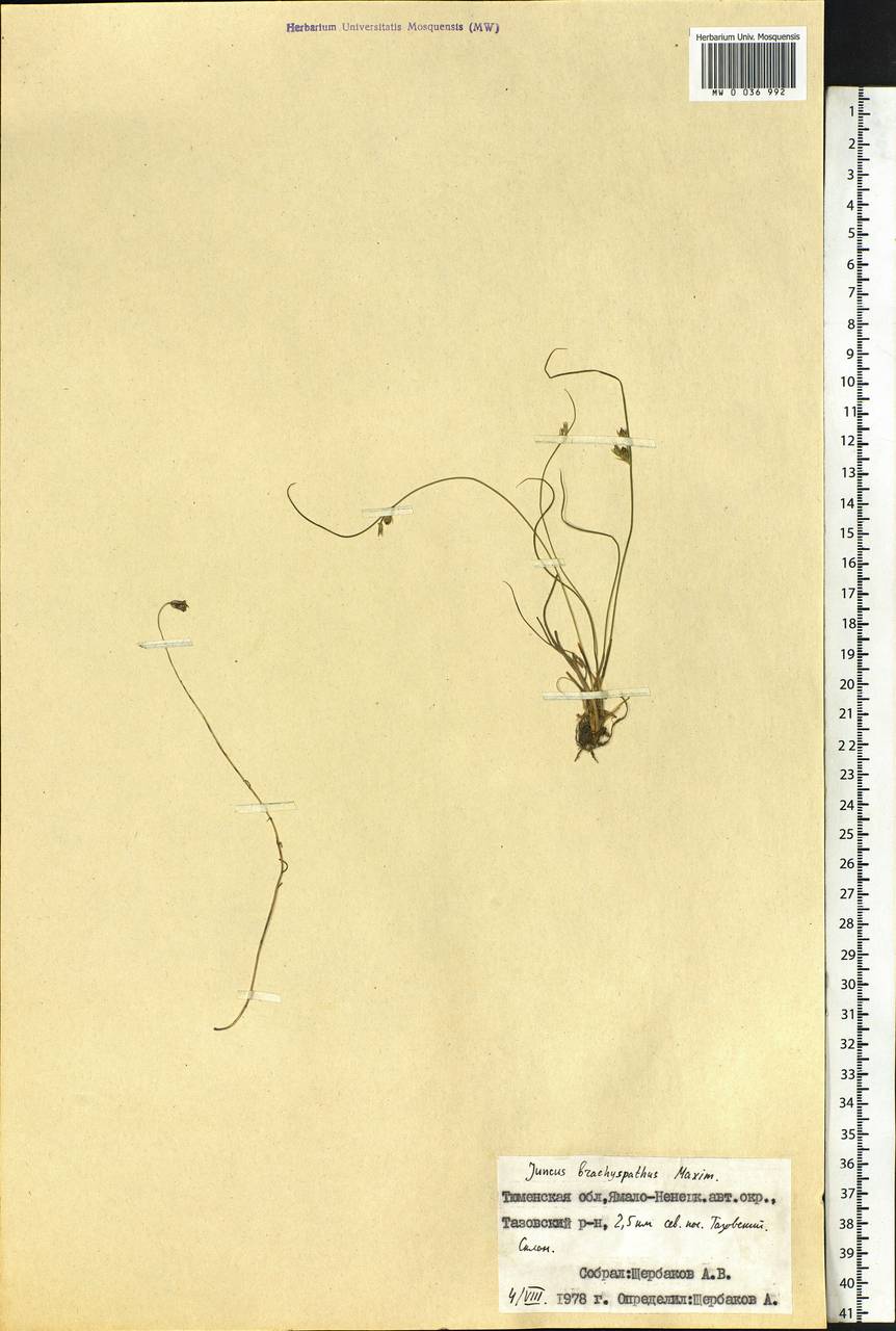 Juncus brachyspathus Maxim., Siberia, Western Siberia (S1) (Russia)