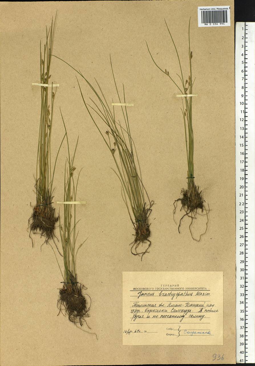 Juncus brachyspathus Maxim., Siberia, Western Siberia (S1) (Russia)