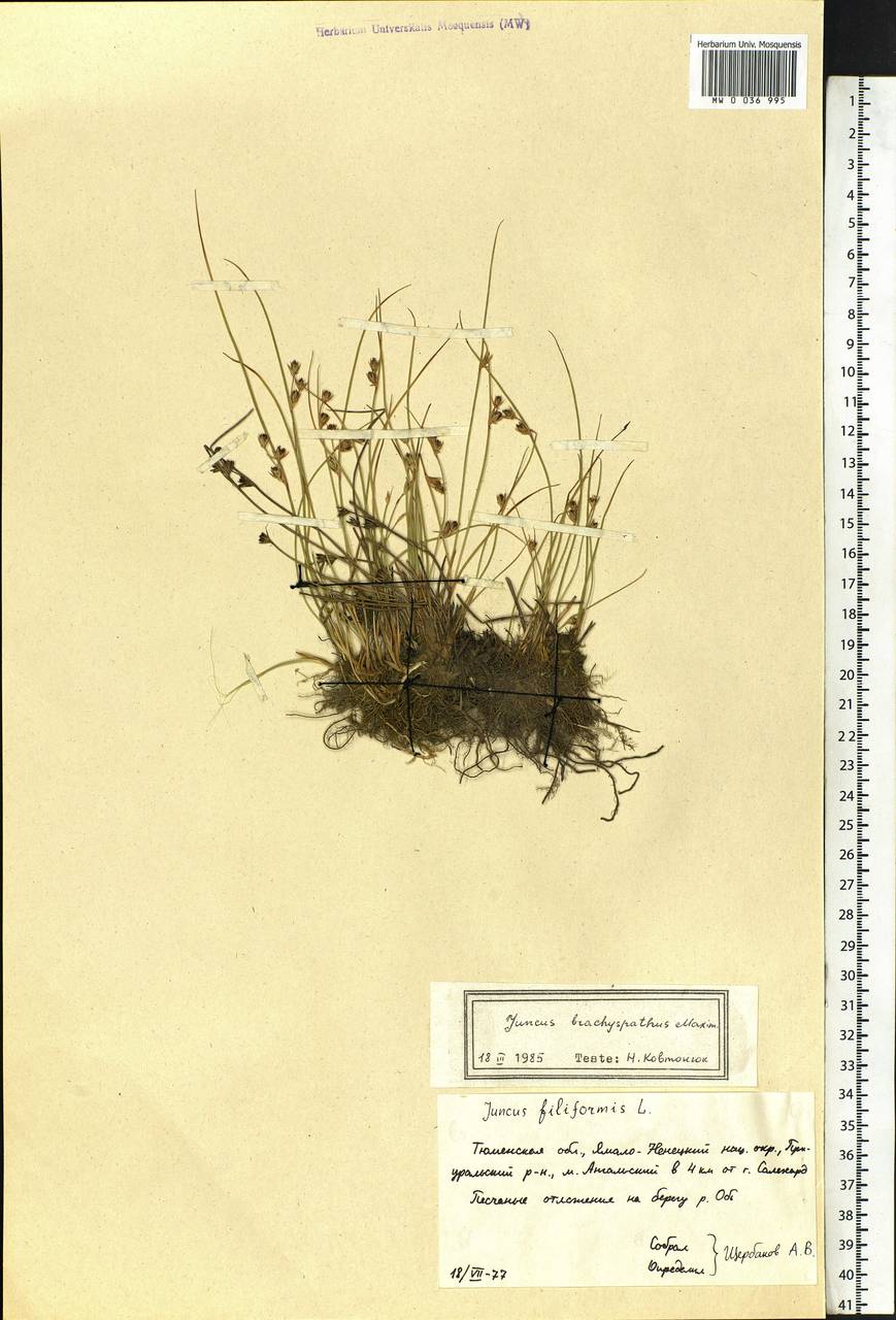 Juncus brachyspathus Maxim., Siberia, Western Siberia (S1) (Russia)