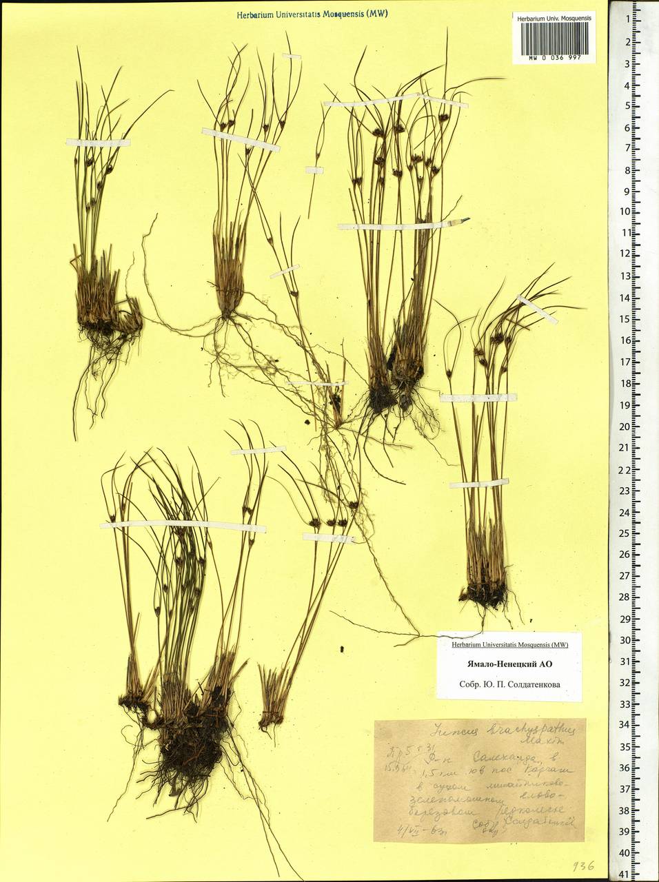 Juncus brachyspathus Maxim., Siberia, Western Siberia (S1) (Russia)