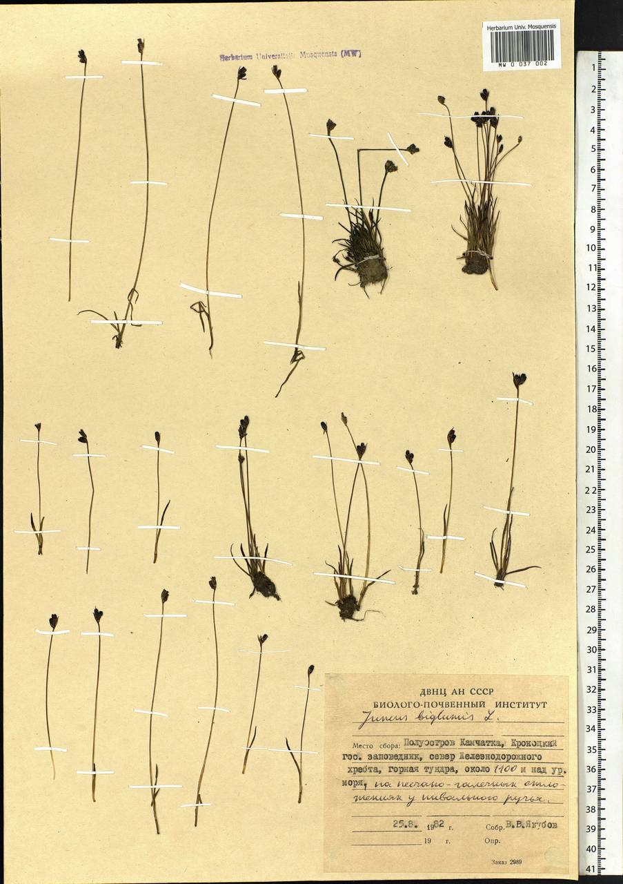 Juncus biglumis L., Siberia, Chukotka & Kamchatka (S7) (Russia)