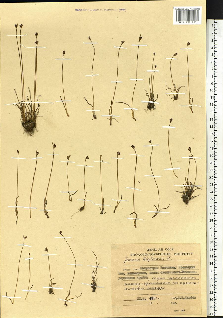 Juncus biglumis L., Siberia, Chukotka & Kamchatka (S7) (Russia)