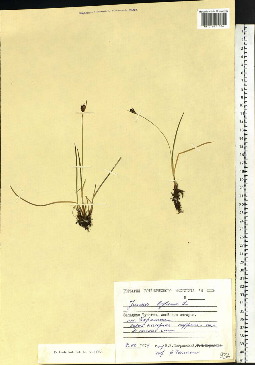 Juncus biglumis L., Siberia, Chukotka & Kamchatka (S7) (Russia)