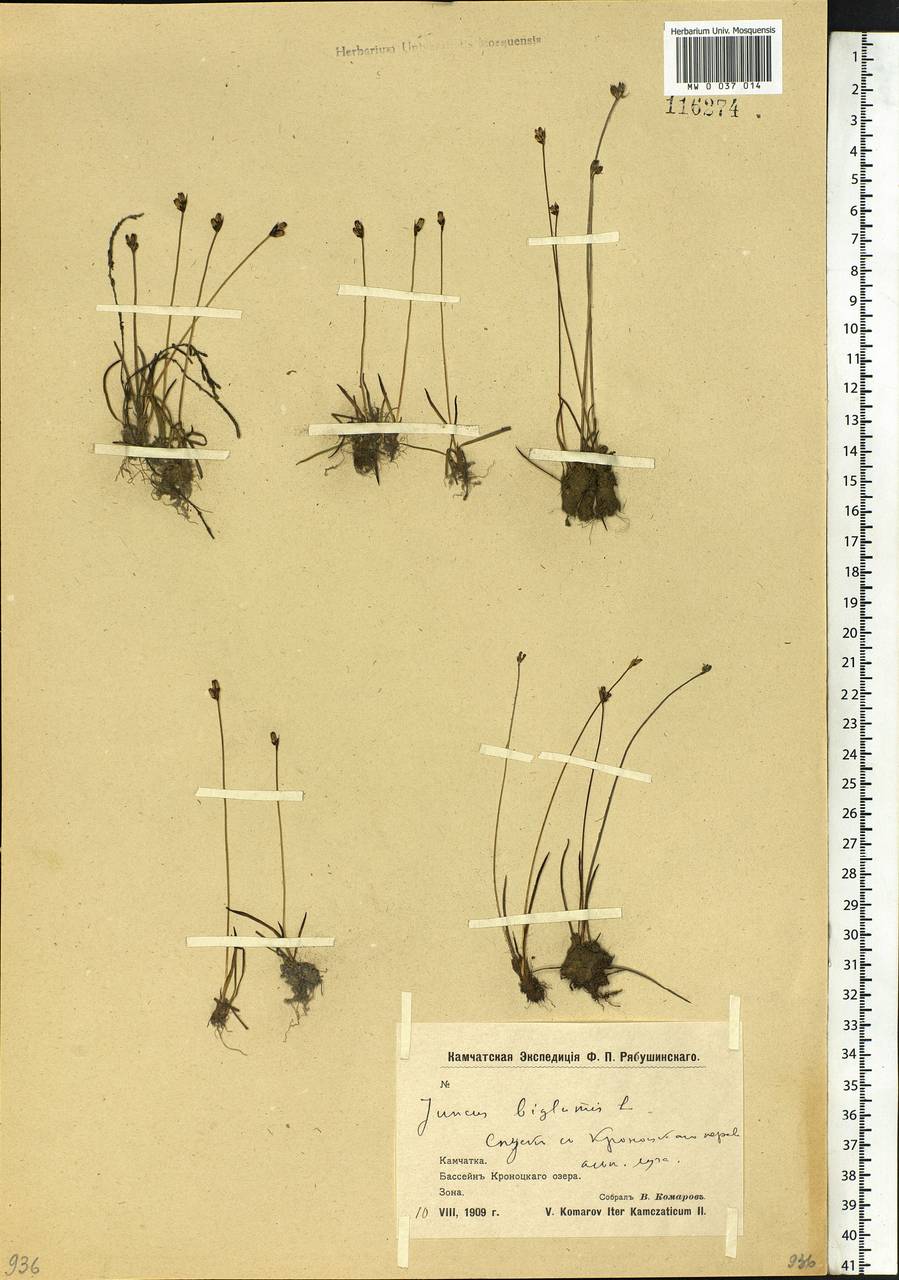 Juncus biglumis L., Siberia, Chukotka & Kamchatka (S7) (Russia)
