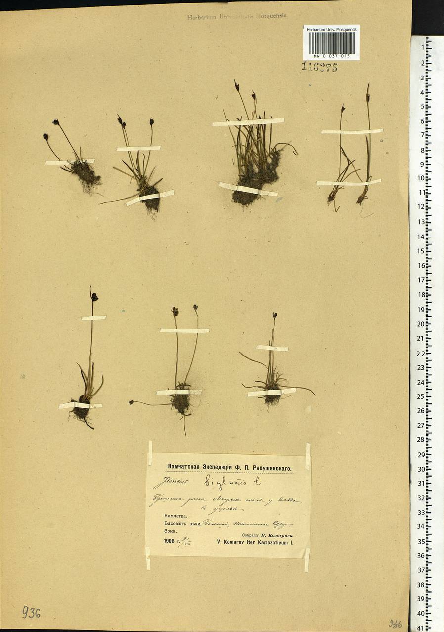 Juncus biglumis L., Siberia, Chukotka & Kamchatka (S7) (Russia)