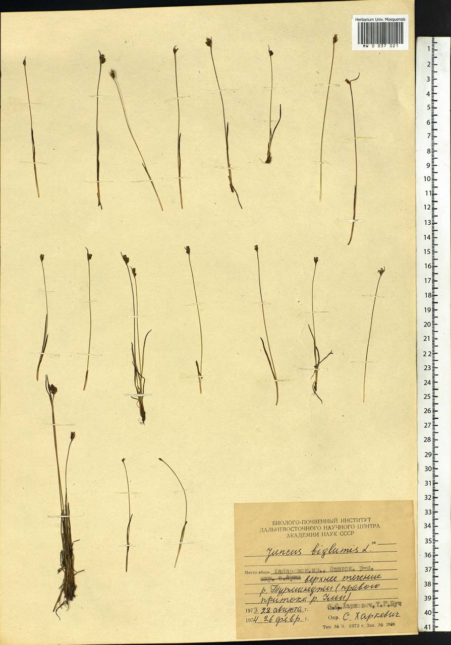 Juncus biglumis L., Siberia, Russian Far East (S6) (Russia)
