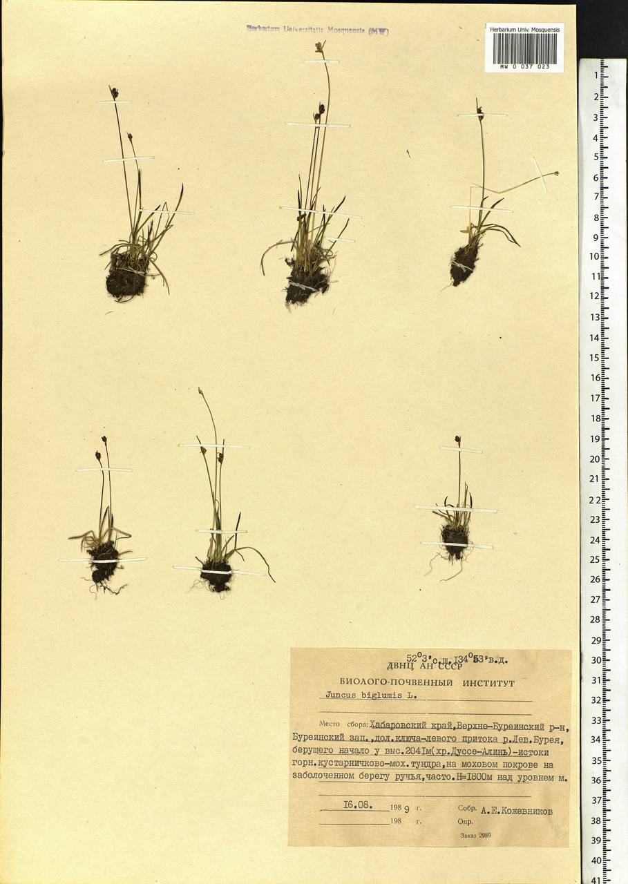 Juncus biglumis L., Siberia, Russian Far East (S6) (Russia)