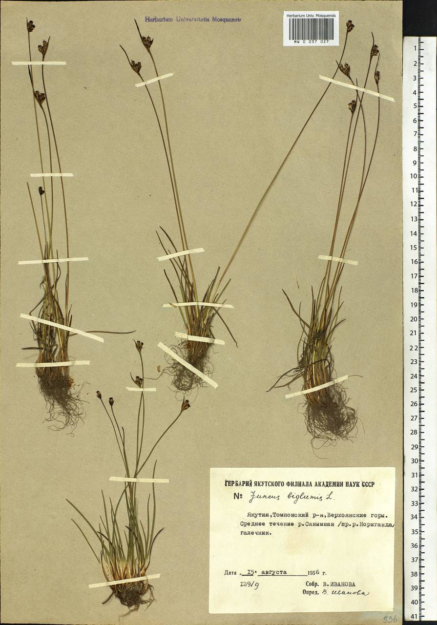 Juncus biglumis L., Siberia, Yakutia (S5) (Russia)