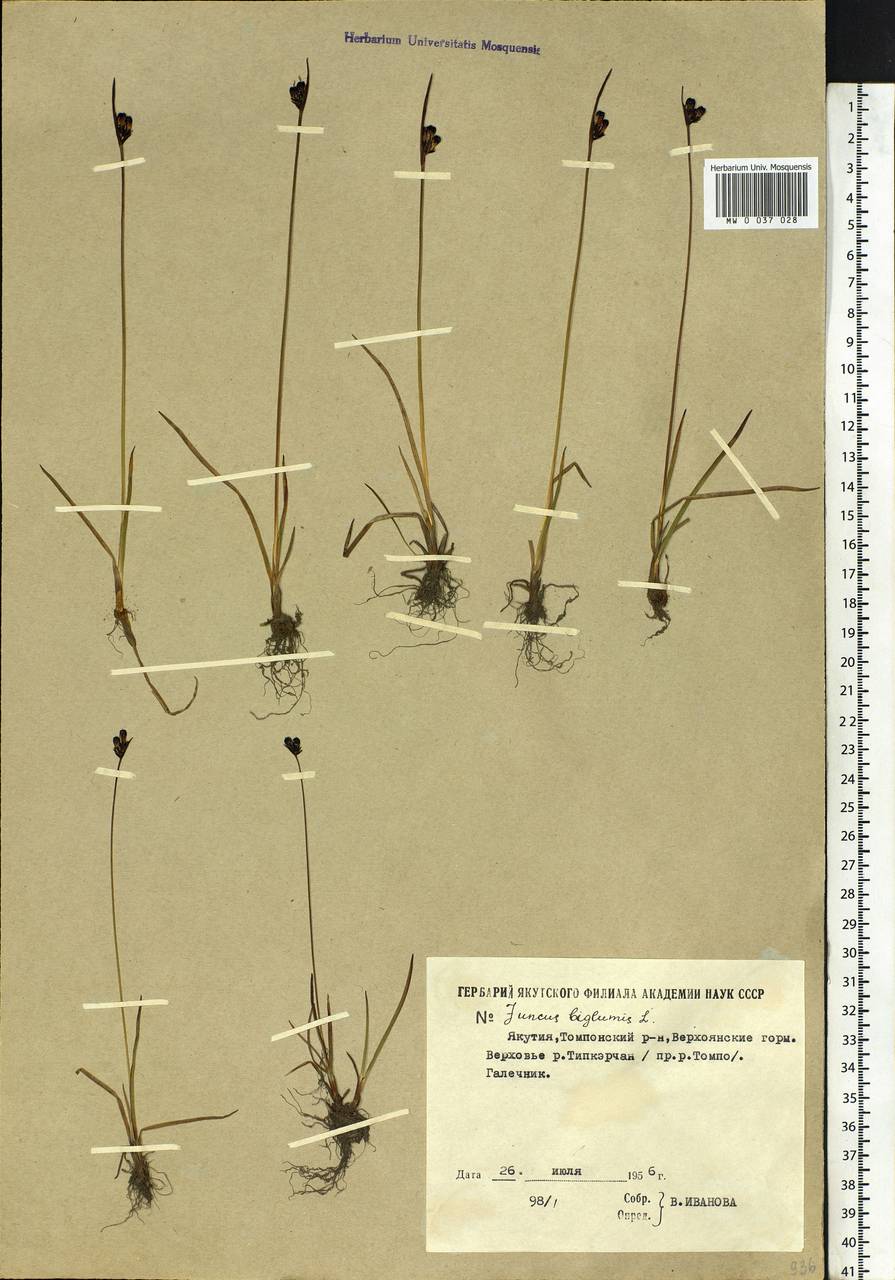 Juncus biglumis L., Siberia, Yakutia (S5) (Russia)