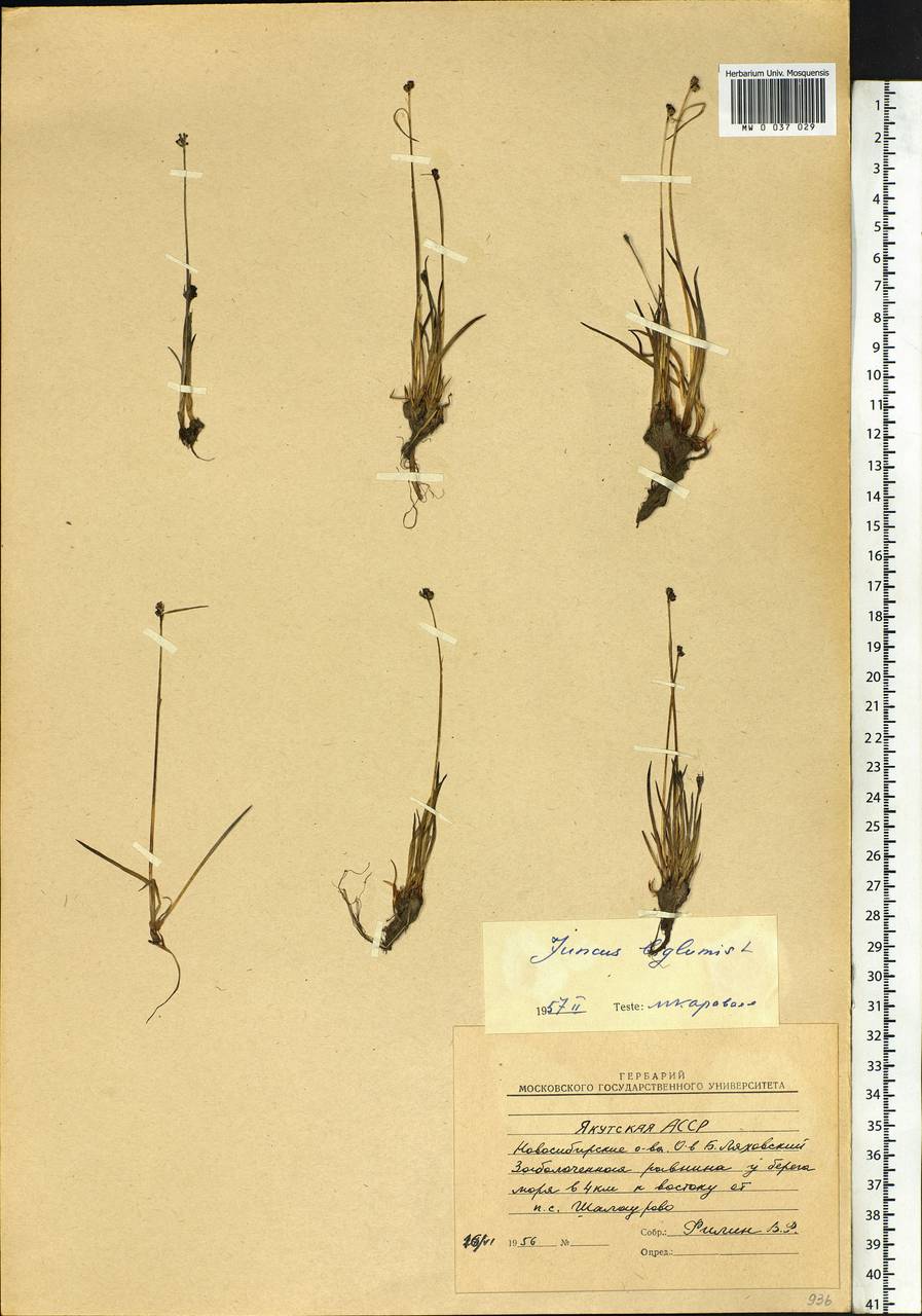 Juncus biglumis L., Siberia, Yakutia (S5) (Russia)