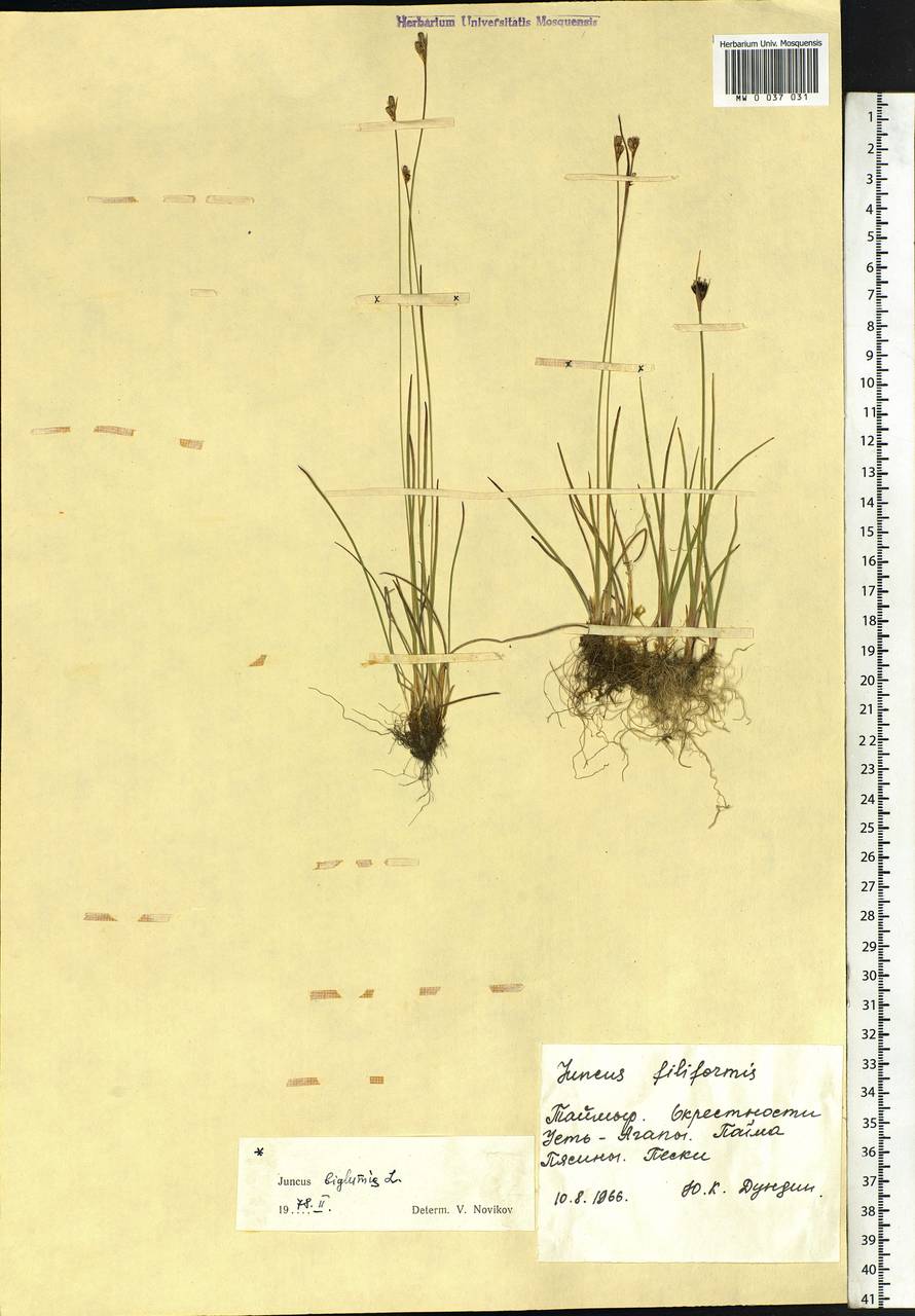 Juncus biglumis L., Siberia, Central Siberia (S3) (Russia)