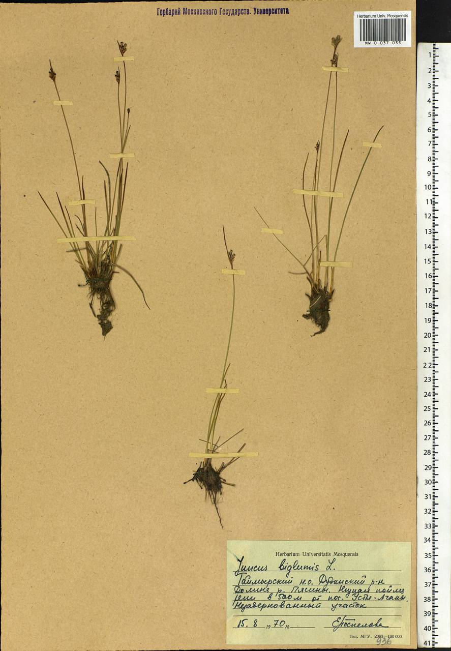 Juncus biglumis L., Siberia, Central Siberia (S3) (Russia)