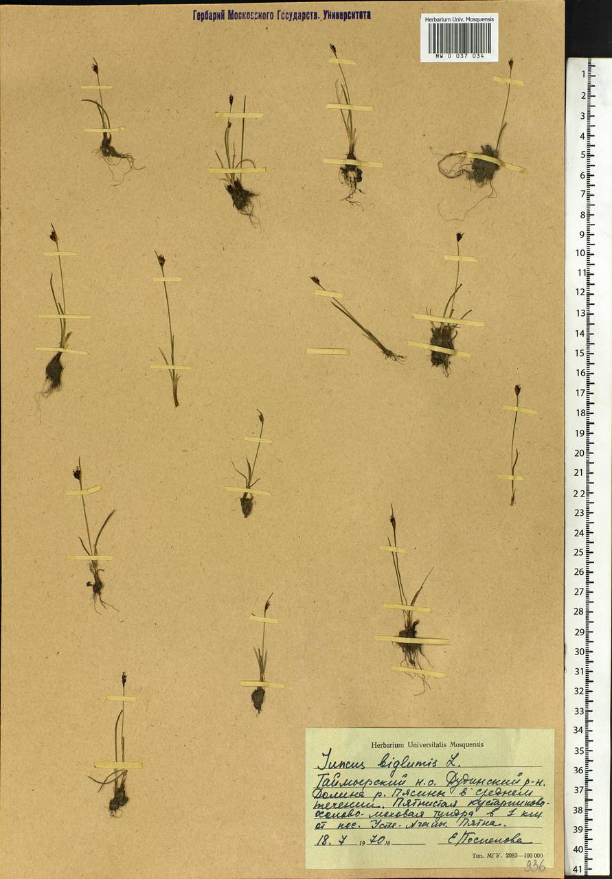 Juncus biglumis L., Siberia, Central Siberia (S3) (Russia)